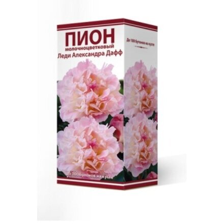 Корневище Пион молочноцветковый, Леди Александра Дафф, 2-3