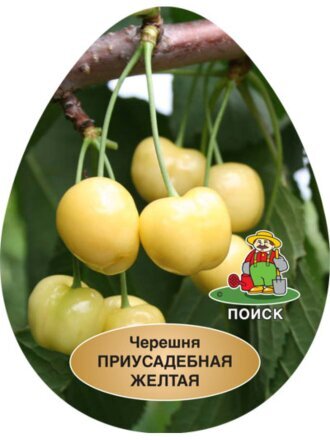 Саженцы Черешня, Приусадебная желтая, ранняя, 752171