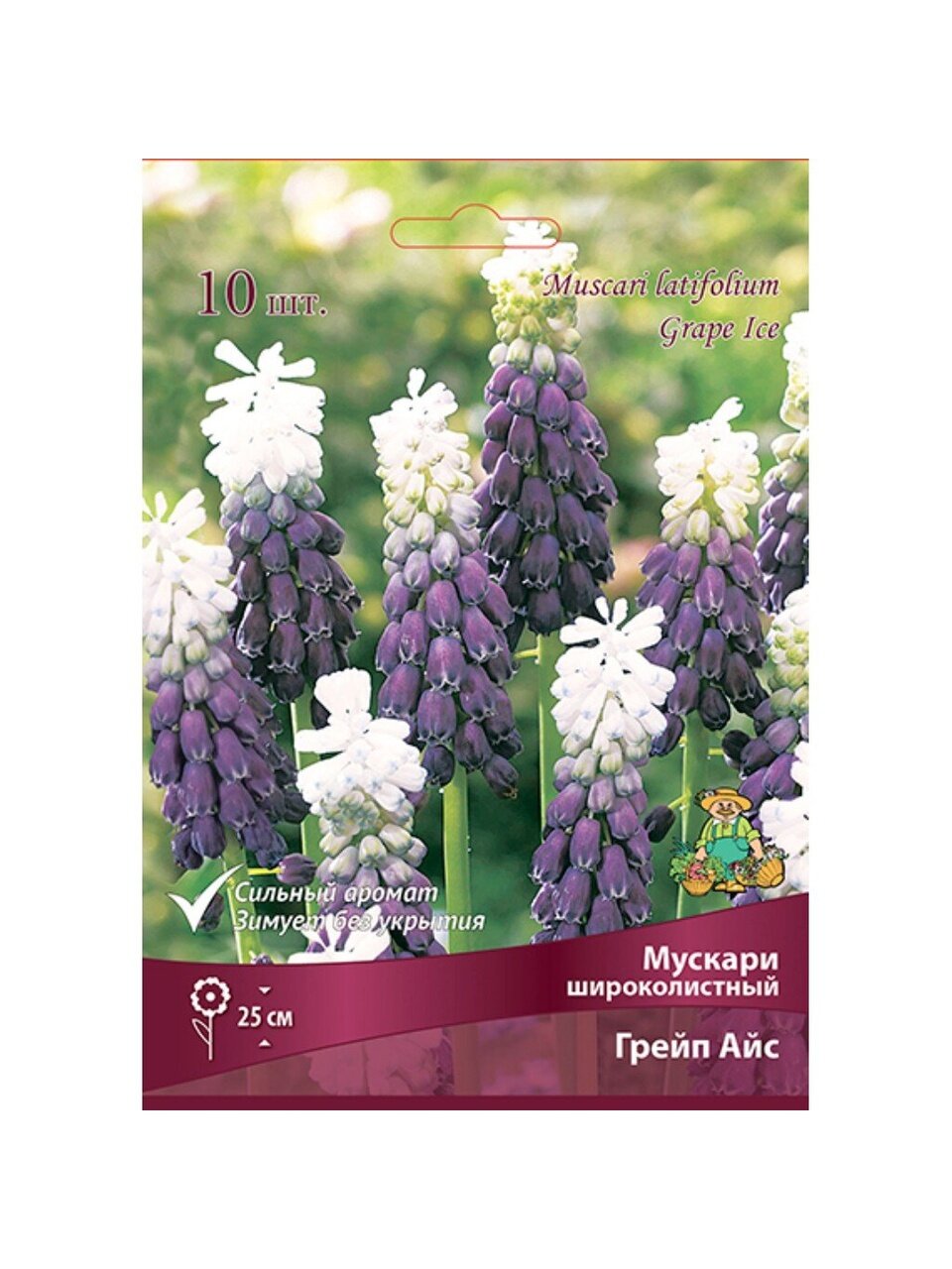 Луковицы Мускари, Широколистный Грейп Айс, 6-7/К, 5 шт
