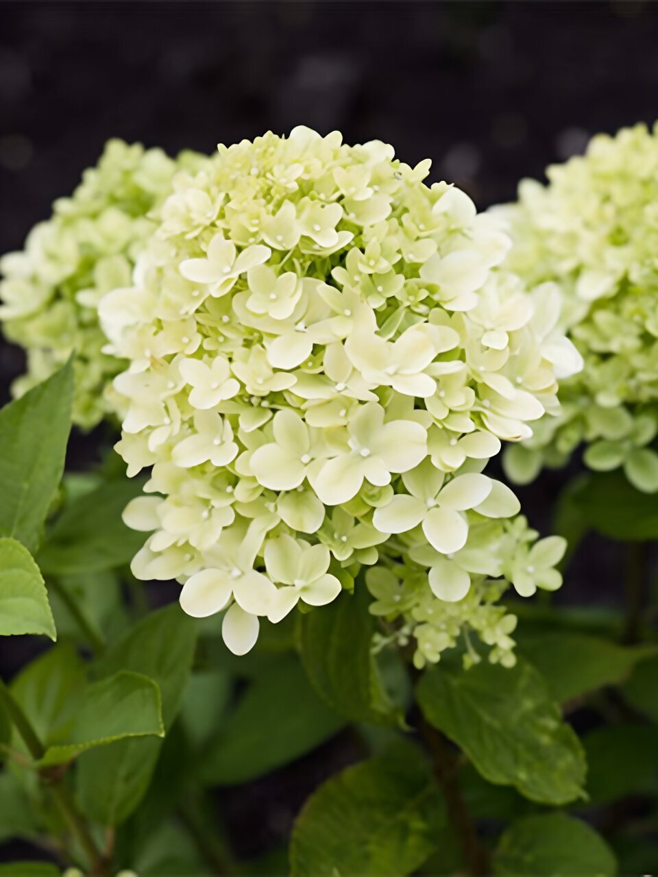 Саженцы Гортензия метельчатая, Литтл Пассион, 799421