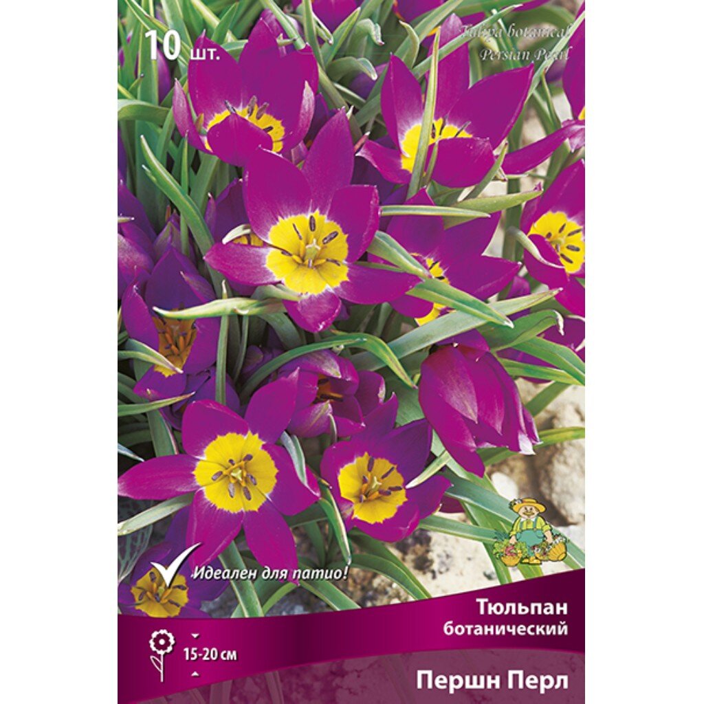 Луковицы Тюльпан ботанический, Першн Перл, 6-8/К, 10 шт
