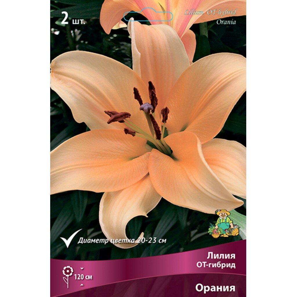 Луковицы Лилия ОТ-Гибрид, Орания, 14-16/К, 2 шт