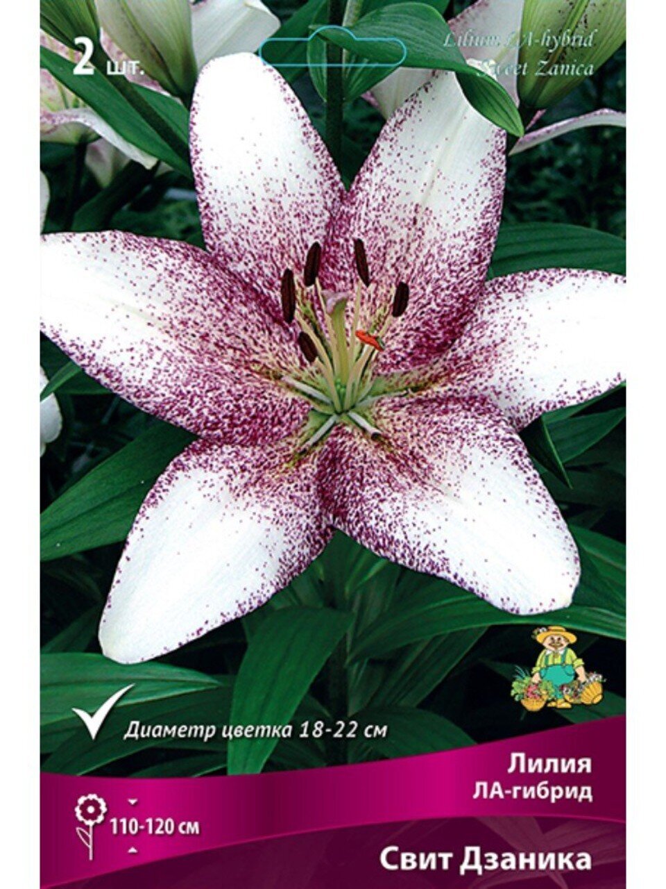 Луковицы Лилия ЛА-Гибрид, Свит Дзаника, 14-16, 2 шт