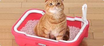 Фото Аксессуары кошек, более 91 качественных бесплатных стоковых фото