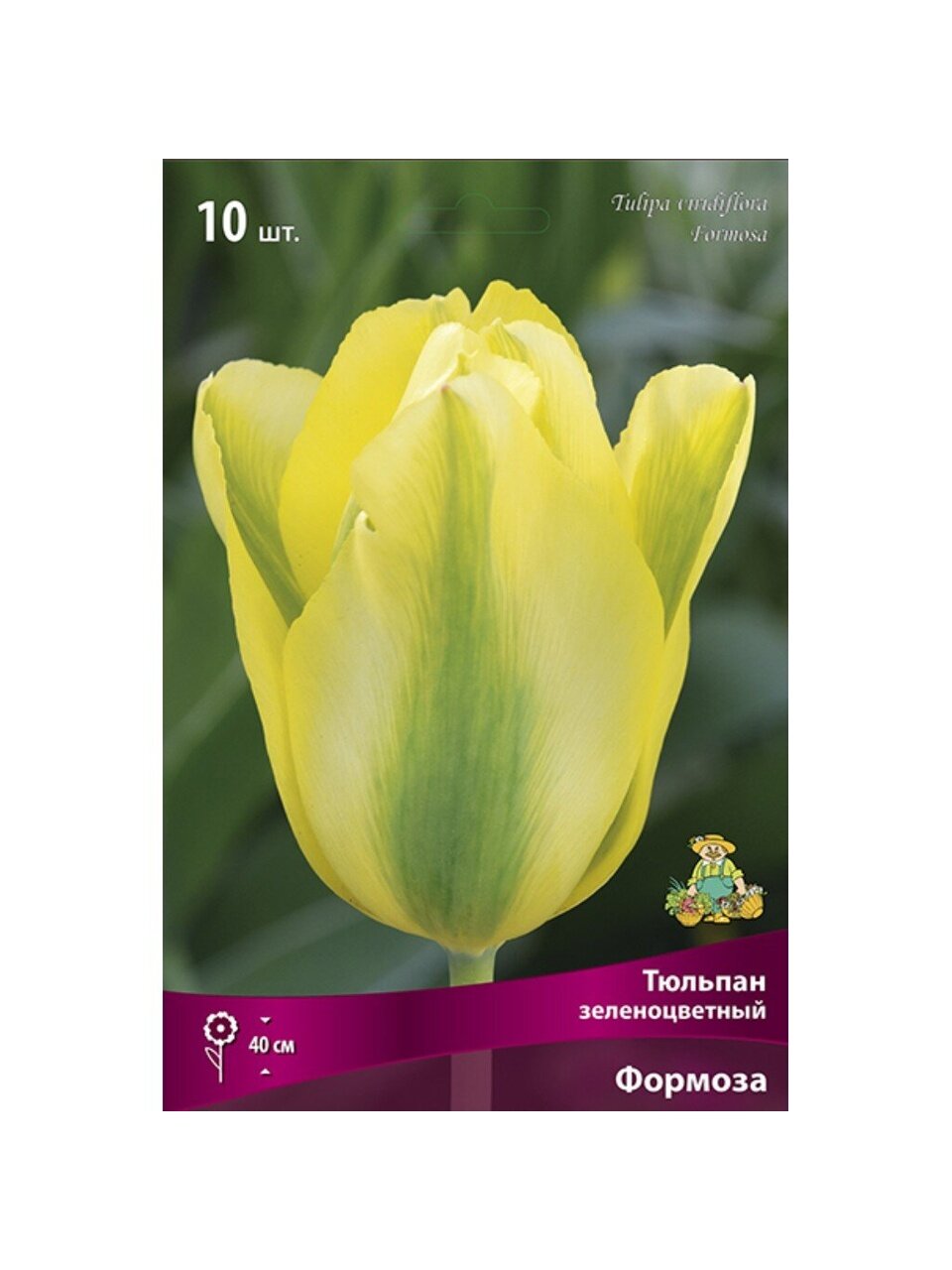 Луковицы Тюльпан зеленоцветный, Формоза, 11-12/К, 10 шт