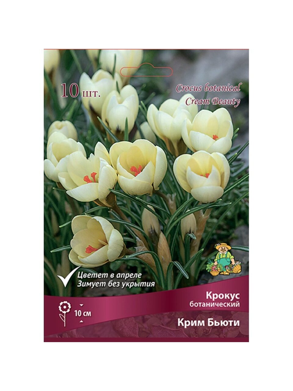 Луковицы Крокус ботанический, Крим Бьюти, 5-7/К, 10 шт