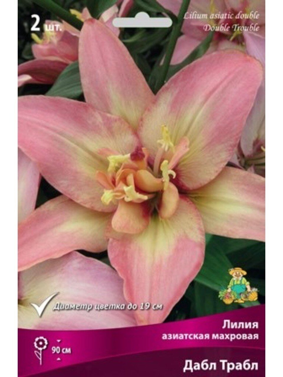 Луковицы Лилия азиатская, Дабл Трабл, 14-16, 2 шт