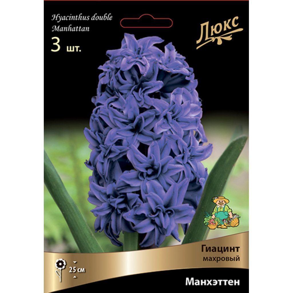 Луковицы Гиацинт махровый, Манхэттен, 15-16/К, 3 шт