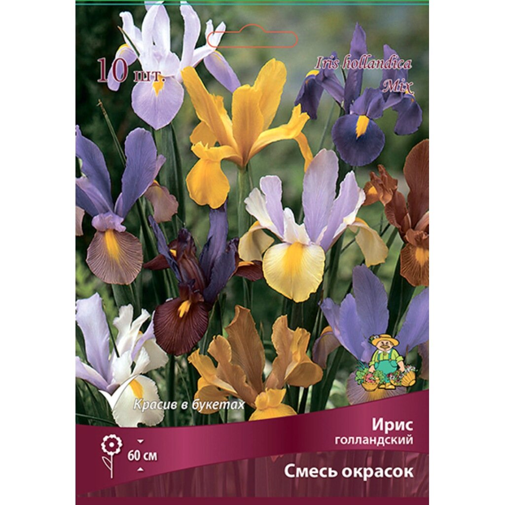 Луковицы Ирис голландский, смесь окрасок, 10 шт