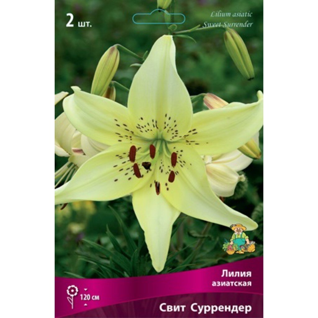 Луковицы Лилия азиатская, Свит Суррендер, 14-16/К, 2 шт