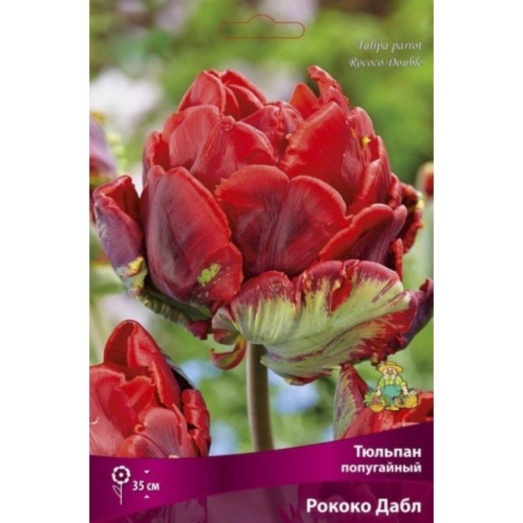Луковицы Тюльпан попугайный, Рококо Дабл, 11-12/К, 7 шт