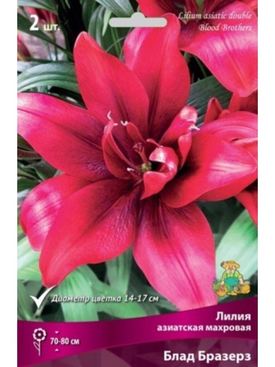 Луковицы Лилия азиатская, Блад Бразерз, 14-16, 2 шт