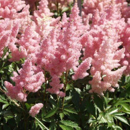 Корневище Астильба Арендса, Америка