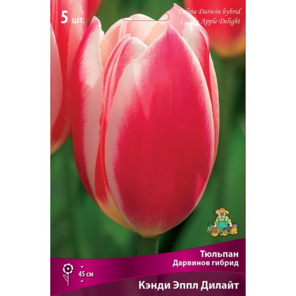 Луковицы Тюльпан Дарвинов гибрид, Кэнди Эппл Дилайт, 12+/К, 5 шт