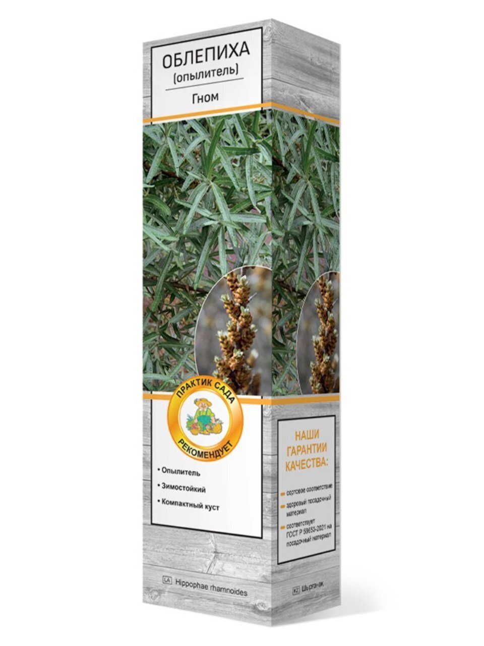 Саженцы Облепиха, Гном