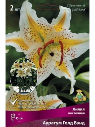 Луковицы Лилия восточная, Ауратум Голд Бэнд, 14-16