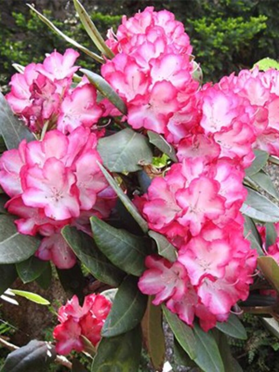 Саженцы Рододендрон гибридный, Энн Линдси, 810972