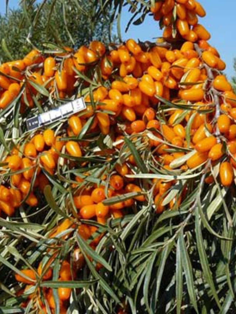 Саженцы Облепиха, Августина, 799542