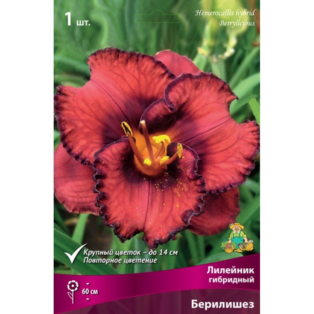 Корневище Лилейник гибридное, Берилишез