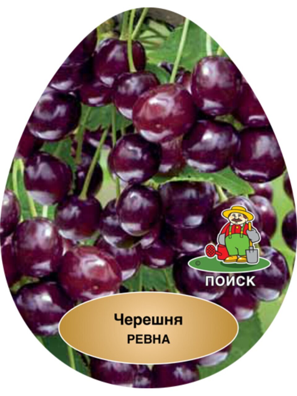 Саженцы Черешня, Ревна, 752168