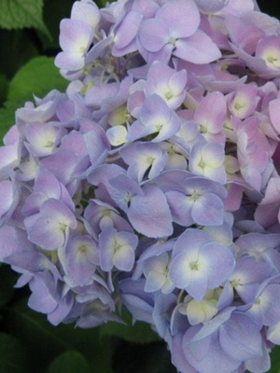 Саженцы Гортензия крупнолистовая, Никко Блю, 750400