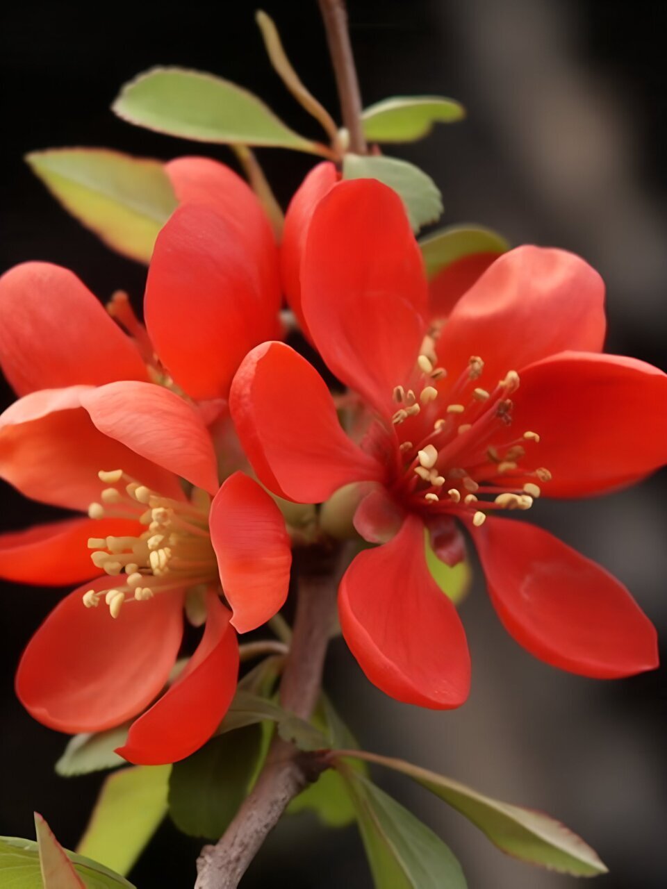 Саженцы Айва великолепная, Боуль де фё, Хеномелес