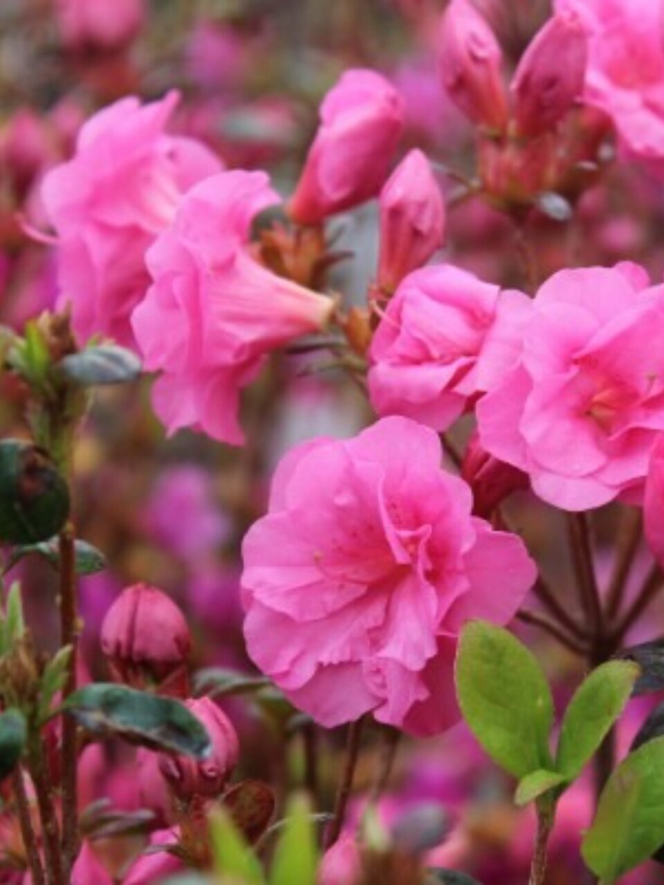 Саженцы Азалия японская, Бабушка, 827611