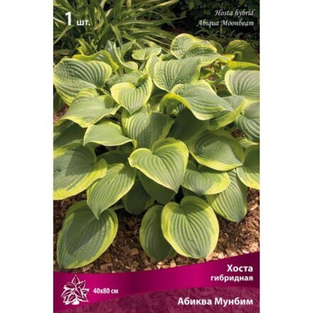 Корневище Хоста гибридная, Абиква Мунбим