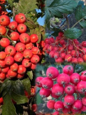 Саженцы Рябина, Ликерная, 800164