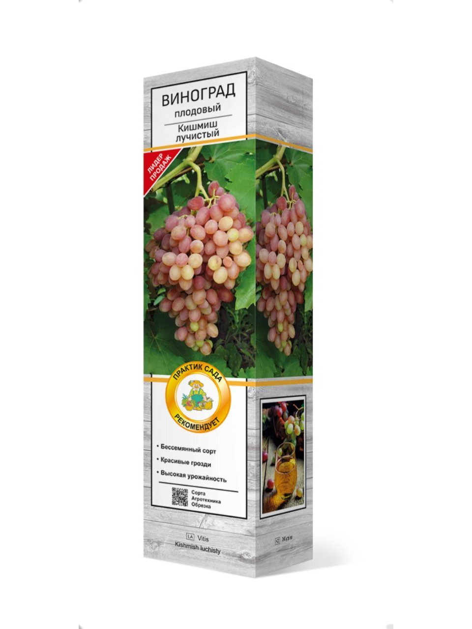 Саженцы Виноград плодовый, Кишмиш лучистый