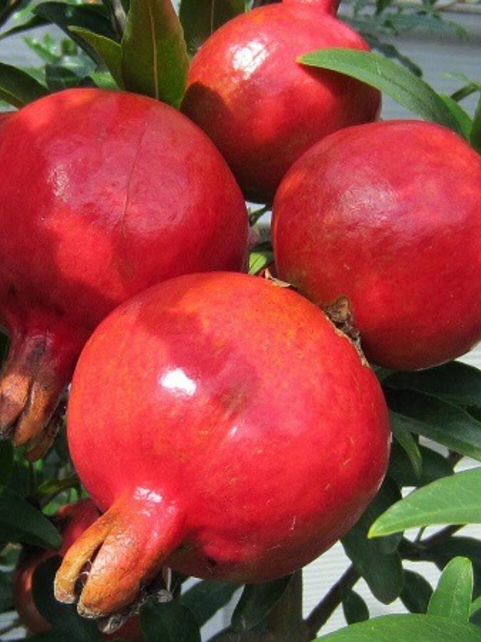 Саженцы Гранат карликовые, Нана, 752714