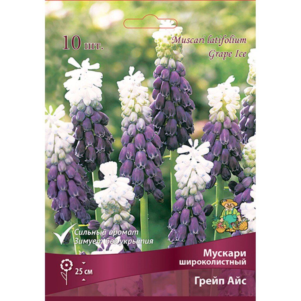Луковицы Мускари, Широколистный Грейп Айс, 6-7/К, 5 шт