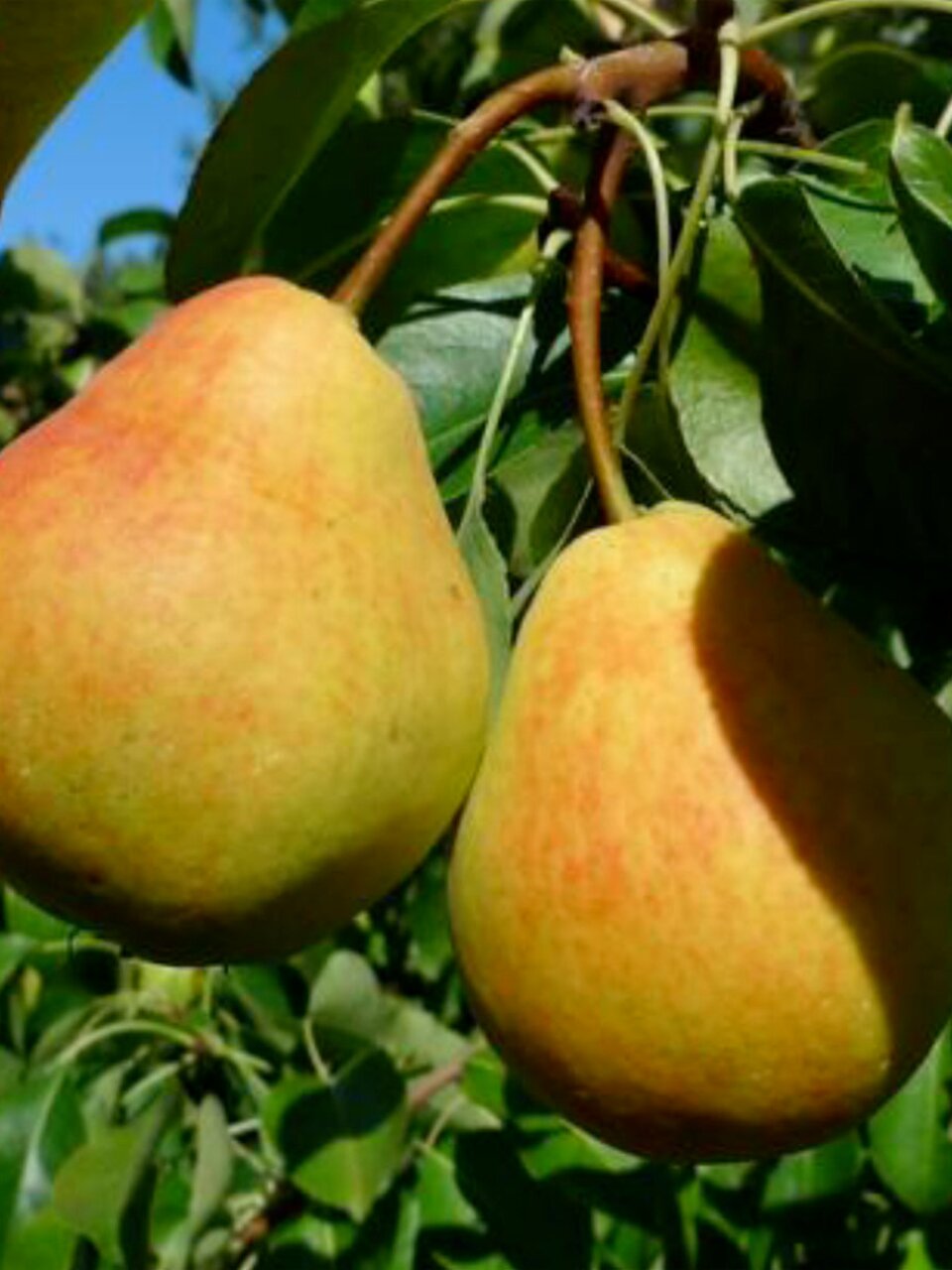 Саженцы Груша Кафедральная, в коробке, летняя, желтовато-зеленоватая, со слабым размытым красным румянц, 763523