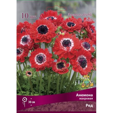 Корневище Анемона махровая, Ред, 10 шт