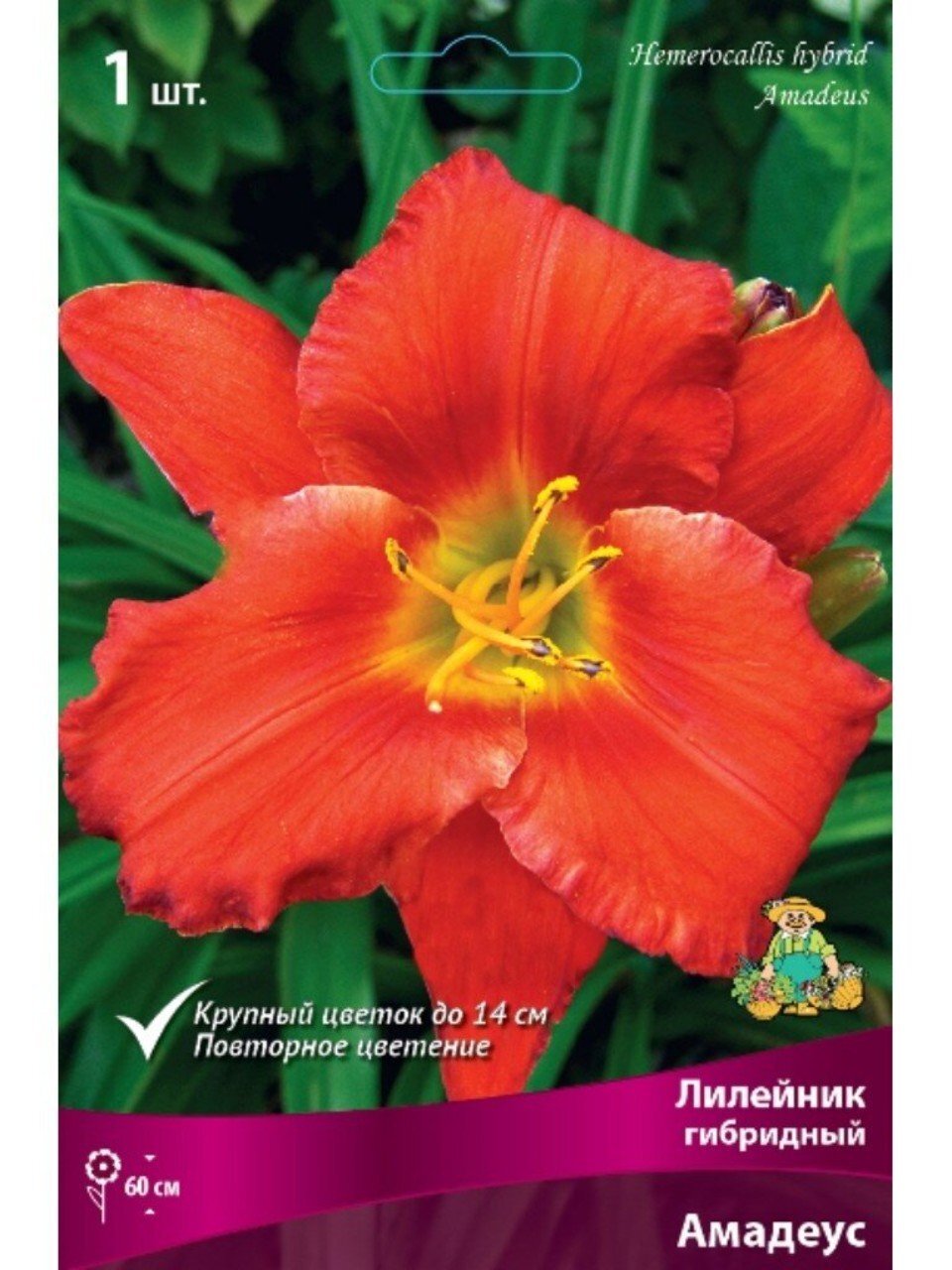 Корневище Лилейник гибридный, Амадеус