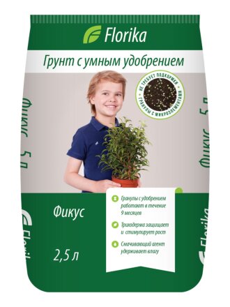 Фикус-пальма