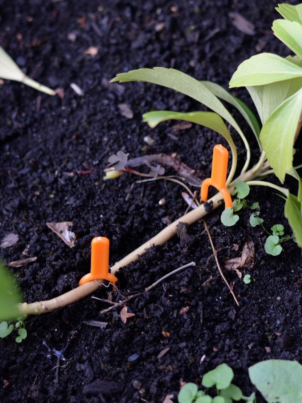 Набор зажимов для подвязки растений, 1.5х6.5 см, 50 шт, Мультидом