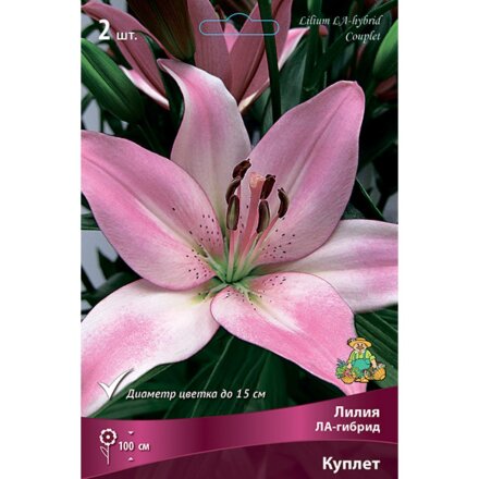 Луковицы Лилия ЛА-Гибрид, Куплет, 14-16, 2 шт