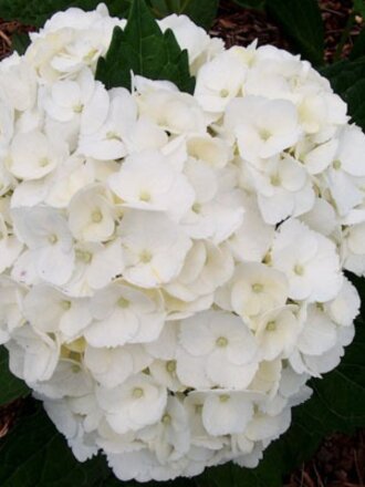 Саженцы Гортензия крупнолистовая, Мадам Эмиль Мулье, 801234