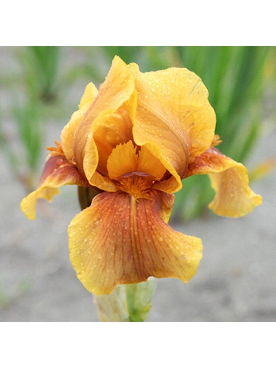 Луковицы Ирис бородатый, Апачи Варриор