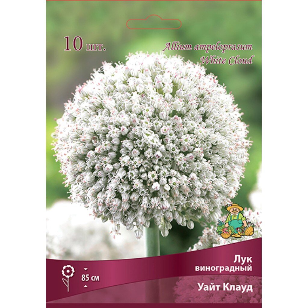 Луковицы Лук виноградный, Уайт Клауд, 6+/К, 10 шт