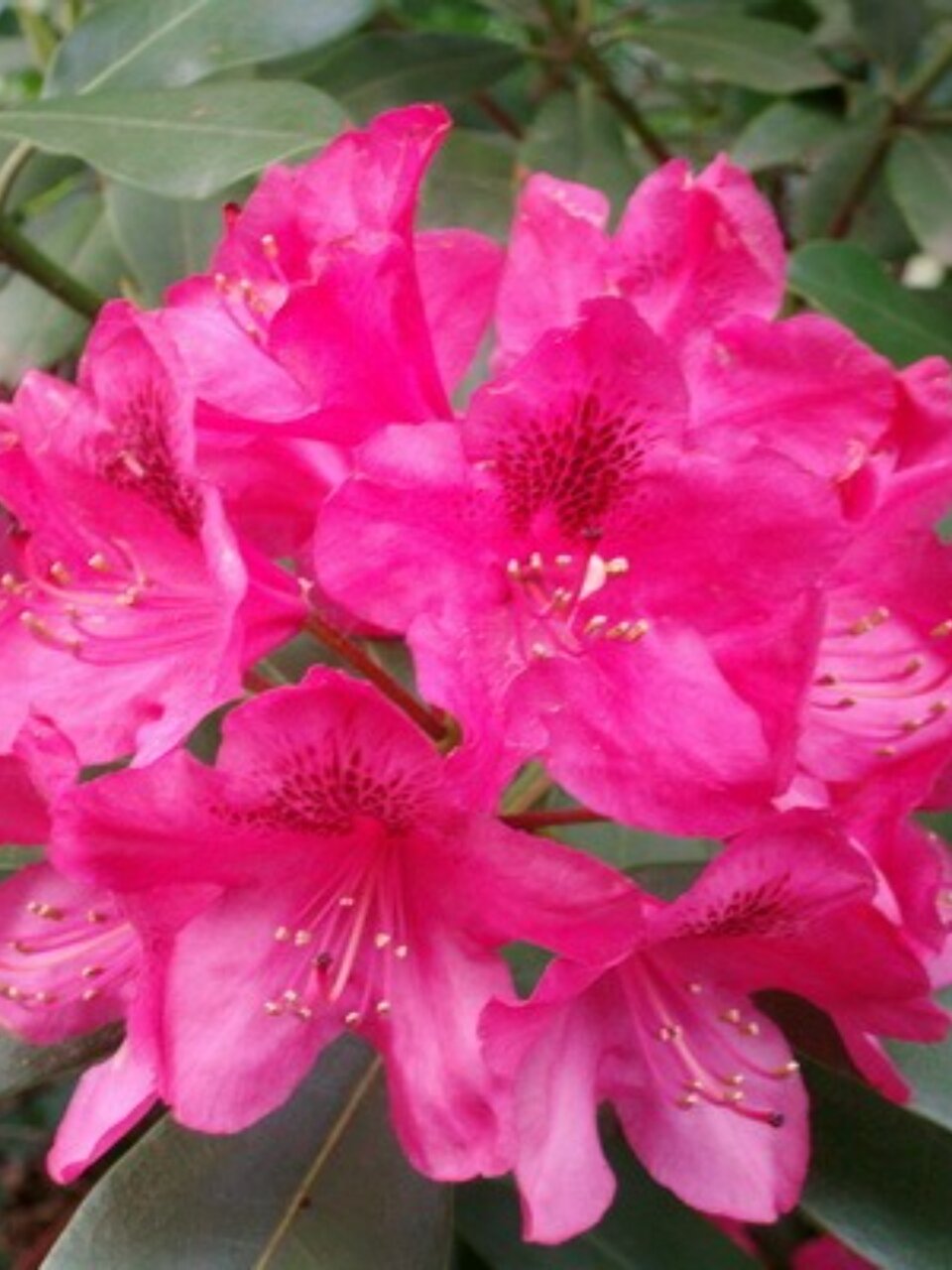 Саженцы Рододендрон гибридный, Нова Зембла, цветки красные, 750532