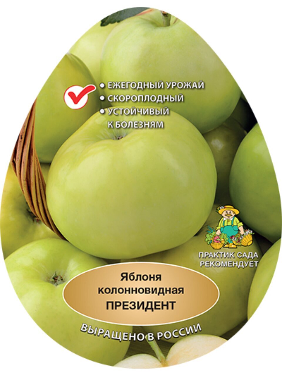 Саженцы Яблоня колонновидная, Президент, подвой 54-118 полукарлик, 752292