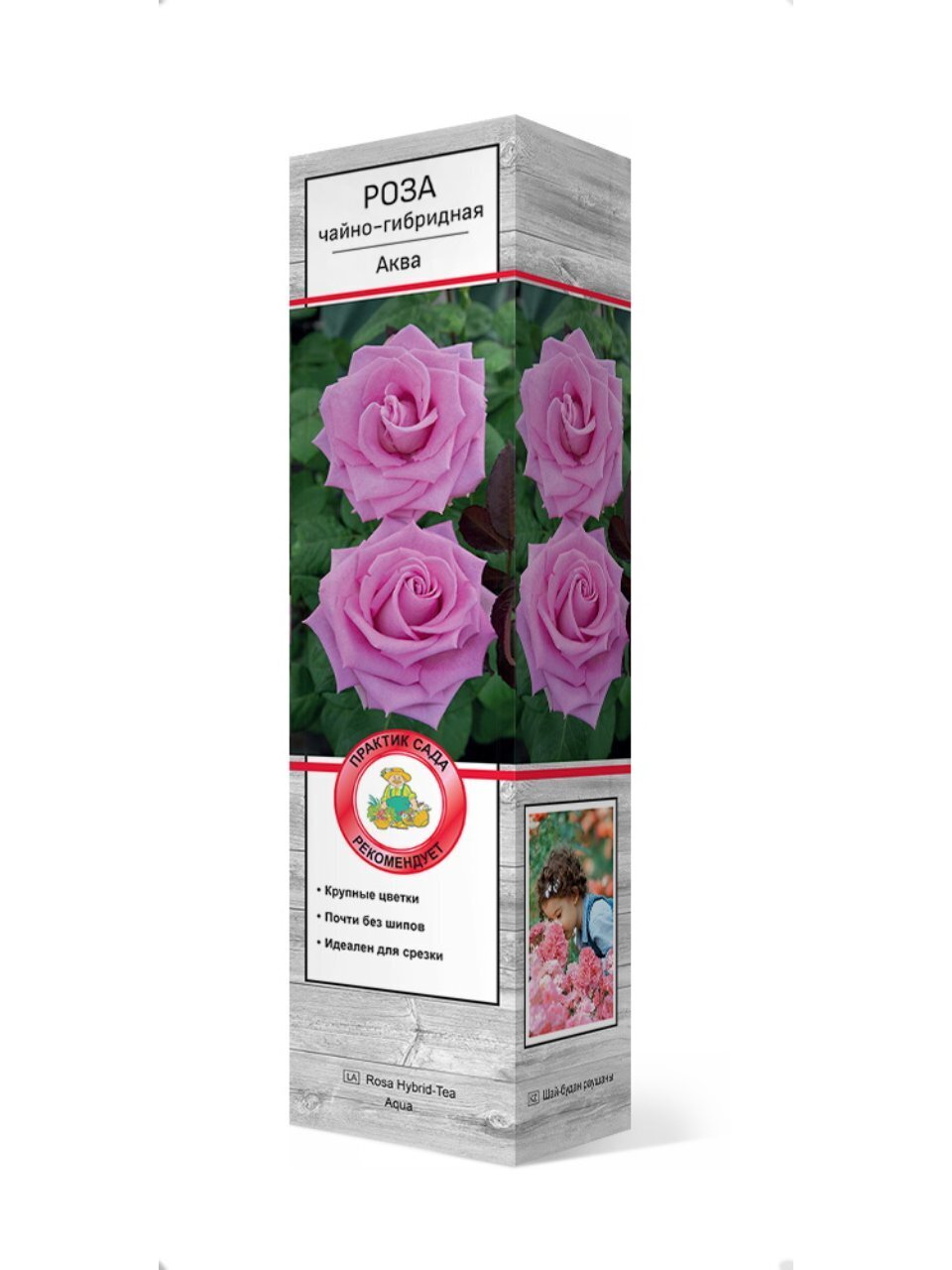 Саженцы Роза чайно-гибридная, Аква, 751977