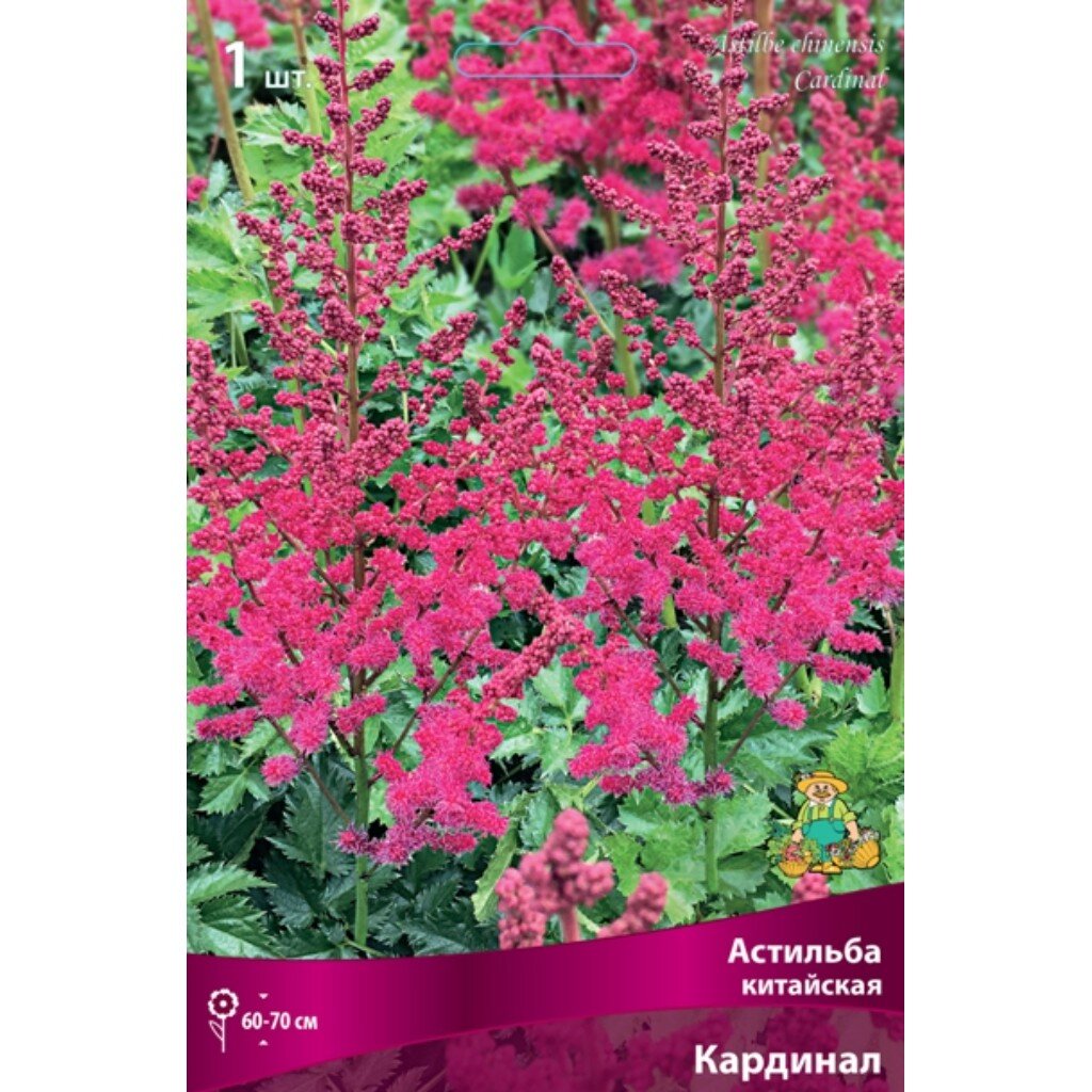 Корневище Астильба китайская, Кардинал
