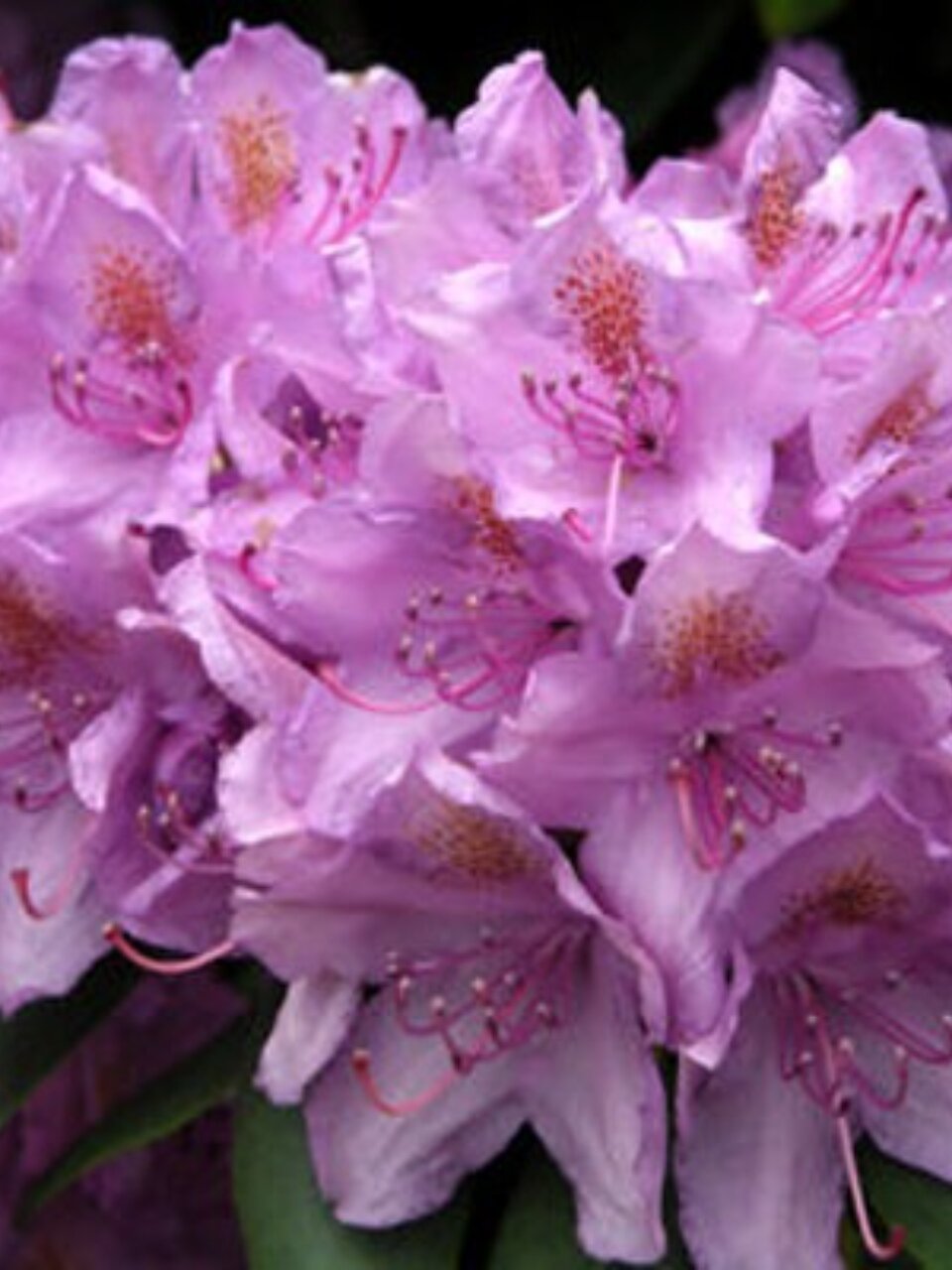 Саженцы Рододендрон катевбинский, Грандифлорум, 750540