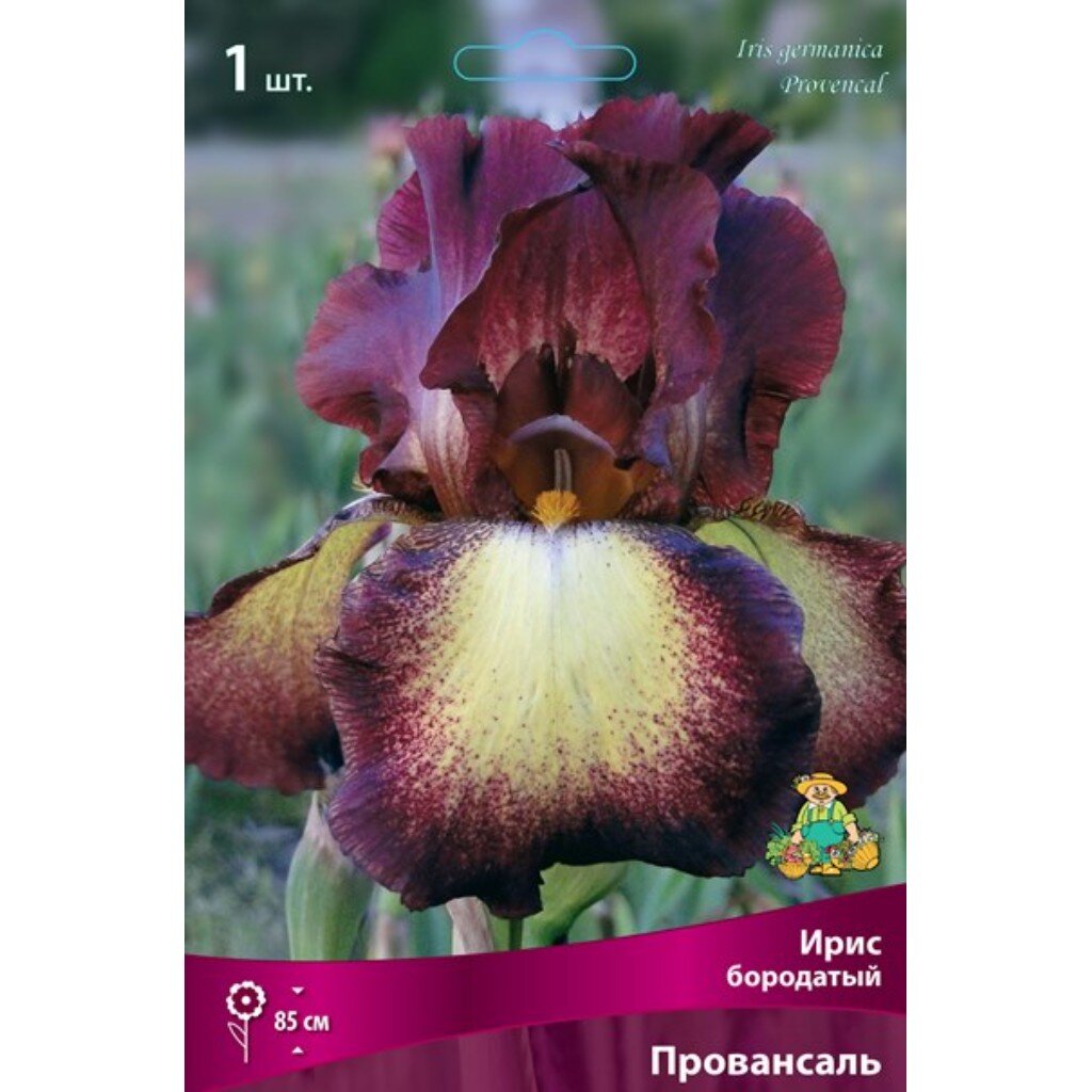 Луковицы Ирис бородатый, Провансаль
