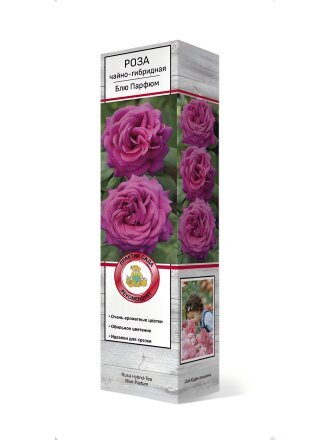 Саженцы Роза чайно-гибридная, Блю Парфюм, 810312