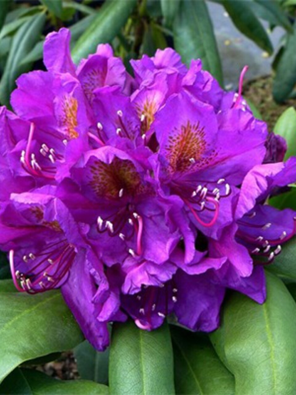 Саженцы Рододендрон гибридный, Марсель Менард, 810964