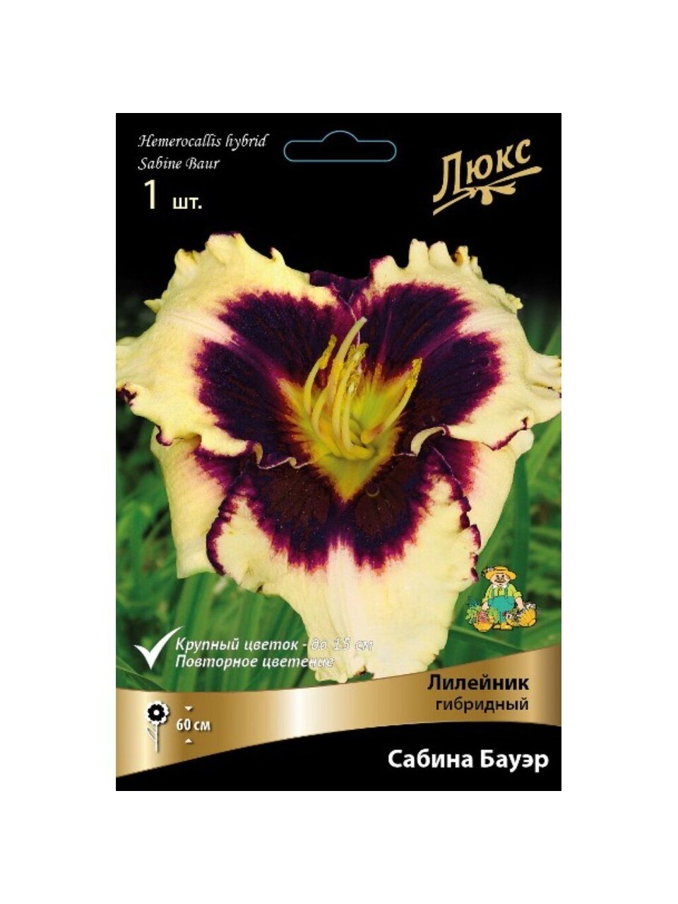Корневище Лилейник гибридное, Сабина Бауэр
